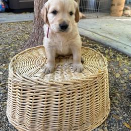 Golden Retriever Puppies from Wishaw Whisky Golden Retrievers