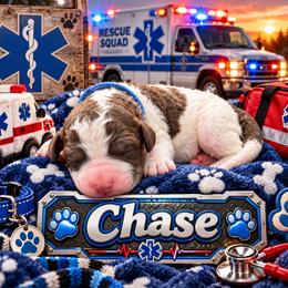Chase - Parti male Poodle puppy in Dover, Delaware from Dogtastic Poodles