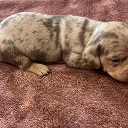 Dapple girl 2 - Dapple female Dachshund puppy in Saint Jo, Texas from Reeves Dashing-Hounds