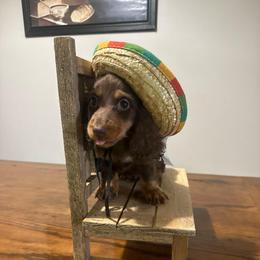 Bluey - Chocolate and tan male Dachshund puppy in Dawson, Alabama from Bells Dashing Dachshunds