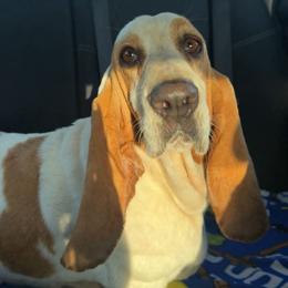 BB - Basset Hound