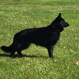German Shepherds from Von Nikolaos German Shepherds