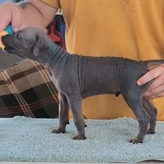 Maelstrom - Bronze male Xoloitzcuintli puppy in Felts Mills, New York from Solstice Xolos