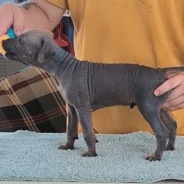 Maelstrom - Bronze male Xoloitzcuintli puppy in Felts Mills, New York from Solstice Xolos