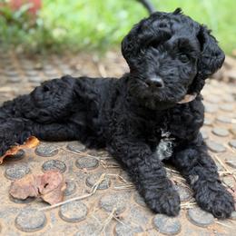 Kerry Blue Terrier puppies from Cross the Rubicon