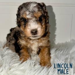Lincoln - Merle male Bernedoodle puppy in Beecher, Illinois from Erica’s Doodles
