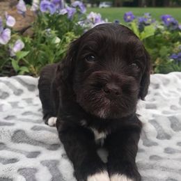 Australian Labradoodle Puppies from South Point Labradoodles