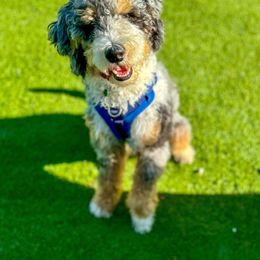 Goose - Bernedoodle