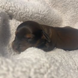 Shaded Red 2nd Born - Red female Dachshund puppy in Rochester, Washington from Curtiss Dachshunds