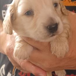 Ice - Cream male Dachshund puppy in Frankfort, Kentucky from Gigi's Dachshunds