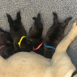 French Bulldog Puppies from Solitaire French Bulldogs