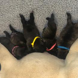 French Bulldog Puppies from Solitaire French Bulldogs