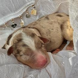 Boy-2 - Red merle male Australian Shepherd puppy in Ramona, California from Blue Moon Aussies