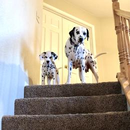 Dalmatian Puppies from Revere Dalmatians