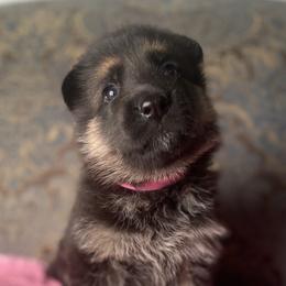 Fuchsia collar girl - Black and red female German Shepherd puppy in Coleta, Illinois from Four Leaf Farm- Vom Vierblättriges Bauernhof