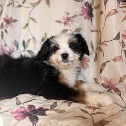 Girl 2 - Black and white female Aussiedoodle puppy in Vinemont, Alabama from Puppy Pals