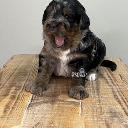 Taffeta - Blue merle female Assorted Doodle Crosses puppy in Lake Charles, Louisiana from Brandi’s Southern Doodles & Poodles, LLC