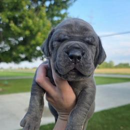 BRUCE Blue brindle point - Blue male Great Dane puppy in Port Clinton, Ohio from LakeSide Danes