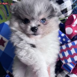 Merle girl white - Blue merle female Pomeranian puppy in Fayetteville, North Carolina from Tar-heel Poms