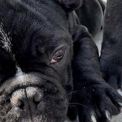 French Bulldogs from Pipsters of North Carolina
