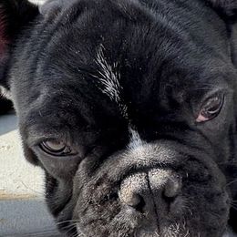 French Bulldogs from Pipsters of North Carolina