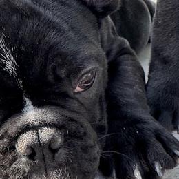 French Bulldogs from Pipsters of North Carolina