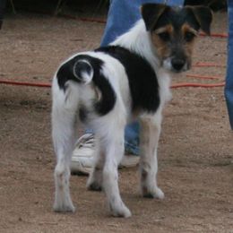Russell Terrier All Grown Up from Vista Real Russells