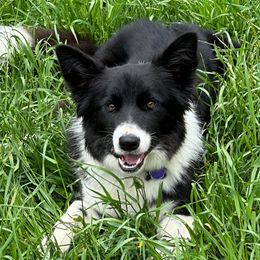 Border Collies from Bear Hollow Border Collies