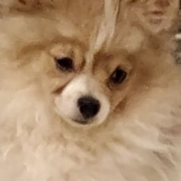 Pomeranian Puppies from Jenn's lovely Pomeranian's