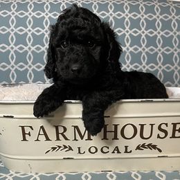 Cockapoo, Goldendoodle, and Poodle Puppies from Mason Farmhouse Poodles, Doodles & Poos (Breeding & Stud Services)