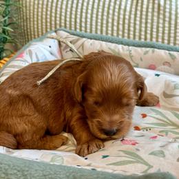 Mint - Red  female Goldendoodle puppy in Hesperia, Michigan from Red Acres Poodles & Doodles