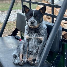 Rose - Australian Cattle Dog