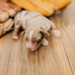 Smalls - Red merle female Miniature Australian Shepherd puppy in Enoch, Utah from Twisted H Aussies