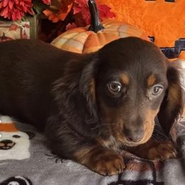 Mabel - Dachshund