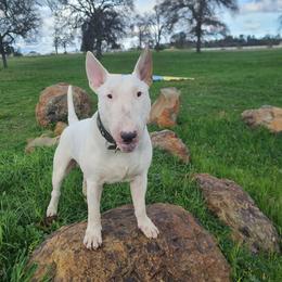 Bull Terrier puppies from Ciera Staffords