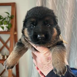 Mr. White - Black and red male German Shepherd puppy in Purcellville, Virginia from Starry Night German Shepherd Dogs