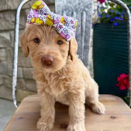 Jordy - Apricot female Labradoodle puppy in Adams, Nebraska from Boxcar Doodles and Poodles