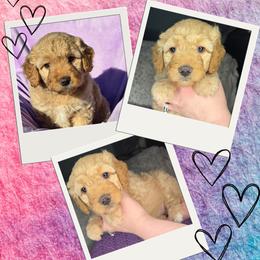 Princess Daisy - Apricot female Goldendoodle puppy in Tucson, Arizona from Adored Poodle & Doodles