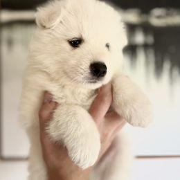Moose - White male Samoyed puppy in Tremonton, Utah from Sugar Sweet Samoyeds