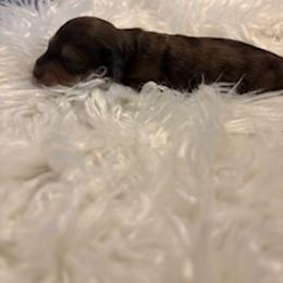 Male 1 - Dapple male Dachshund puppy in Oklahoma City, Oklahoma from Diana's Dachshunds CKC certified!