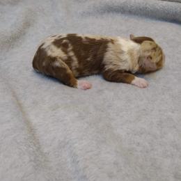 Girl 1 - Miniature Australian Shepherd puppy in Broadwater, Nebraska from Midwest Mini/Toy Aussies