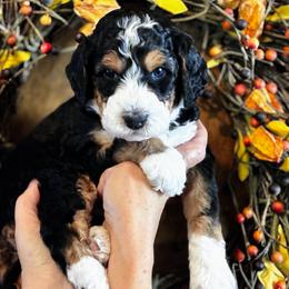 Flint - Black phantom male Aussiedoodle puppy in Orange Cove, California from Sand Creek Ranch Aussiedoodles