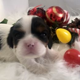 Cavalier King Charles Spaniel Puppies from RobinCreek Cavaliers