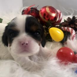 Cavalier King Charles Spaniel Puppies from RobinCreek Cavaliers