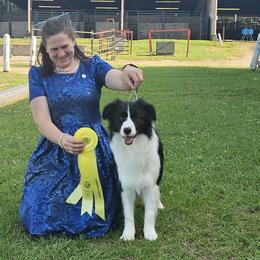 Border Collies from Reedy River Border Collies