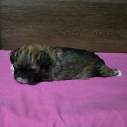 Girl 1 - Brindle female Shih Tzu puppy in Meadows Of Dan, Virginia from Walt’s Shih Tzus