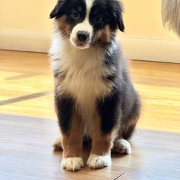 Deduction- black tri male 1 - Black tri-color male Australian Shepherd puppy in Chehalis, Washington from Wandering Acres Ranch