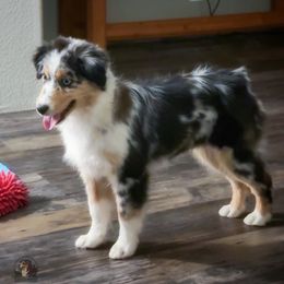 Tina - Blue merle female Miniature American Shepherd puppy in Battle Ground, Washington from Casita Miniature American Shepherds