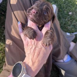 Yellow Collar - Liver female English Cocker Spaniel puppy in Ohatchee, Alabama from Otter Creek Kennels
