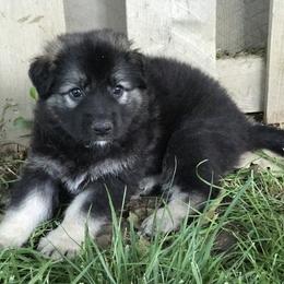 Shiloh Shepherd Puppies from Echo Shilohs